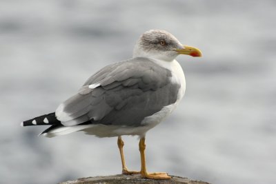 Azorean Gull