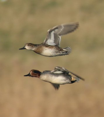 wintertaling, keihoogte