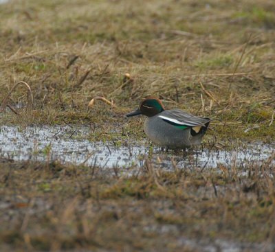 teal / wintertaling, Keihoogte