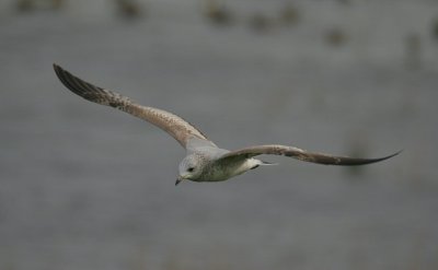 common gull / stormmeeuw, Wanteskuup