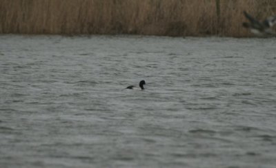 greater scaup / topper, Keihoogte