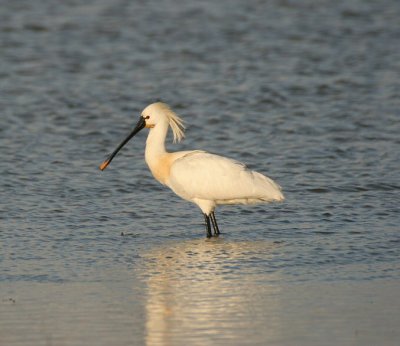 spoonbill / lepelaar, Middelburg