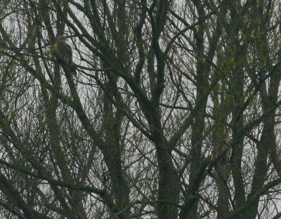 red kite / rode wouw, Groene weg, Middelburg