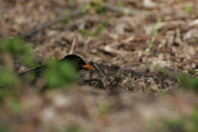 blackbird / merel, Westkapelle