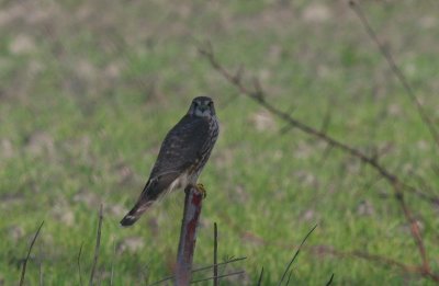 merlin / smelleken, Schone weg, Westkapelle