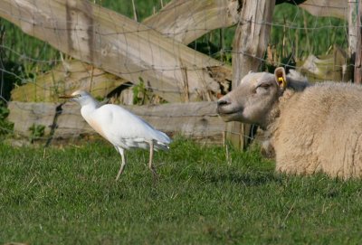 cattle egret / koereiger, Middelburg