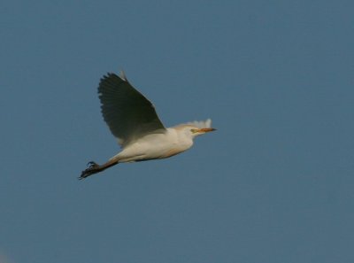 cattle egret / koereiger, Middelburg