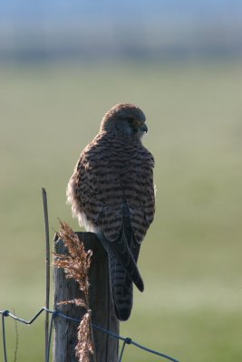 kestrel / torenvalk, Pronkenburgseweg