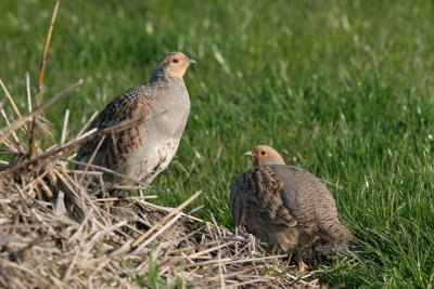 grey partridge / patrijs, Middelburg