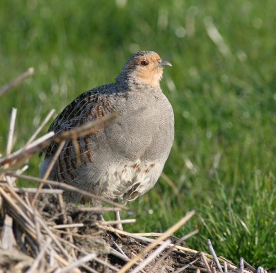 grey partridge / patrijs, Middelburg