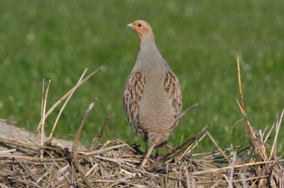 grey partridge / patrijs, Middelburg