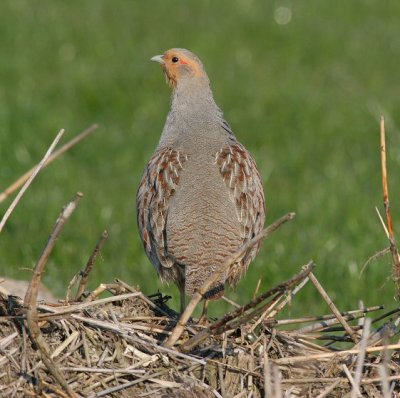 grey partridge / patrijs, Middelburg