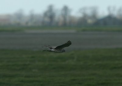 hen harrier / blauwe kiek, Pronkenburgseweg