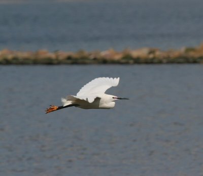 little egret / kleine zilver, Brouwersdam