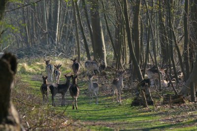 deer / damhertjes, Oranjebos