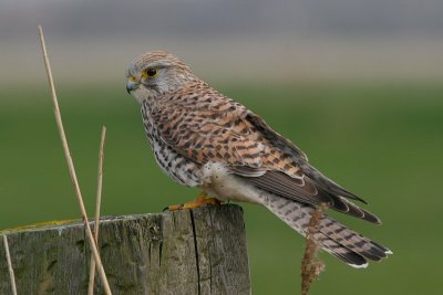 kestrel / torenvalk, Zandvoortweg