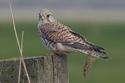 kestrel / torenvalk, Zandvoortweg