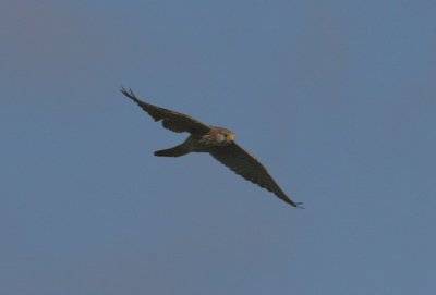 kestrel / torenvalk,  Oranjezon