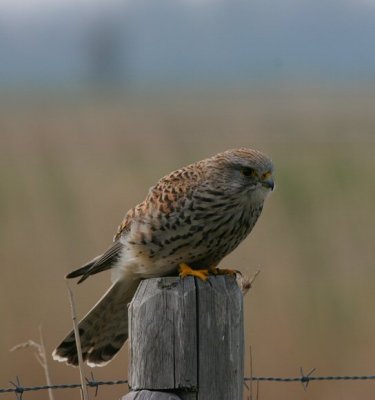 kestrel / torenvalk, Pronkenburgseweg