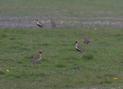 golden plover / goudplevier, Noorddorpseweg