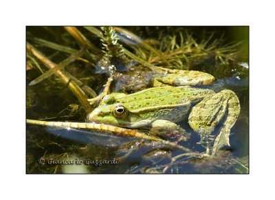 Rana verde comune (Esculenta) - Edible Frog