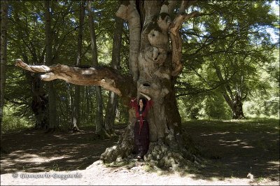 ancient  sacredness