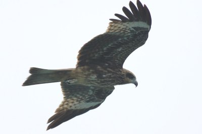 g3/81/77381/3/88126357.a3mFKu4j.jpg