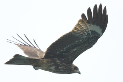 g3/81/77381/3/88126359.EdOfyJ1x.jpg