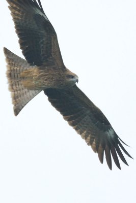 g3/81/77381/3/88126563.gza67Jb2.jpg