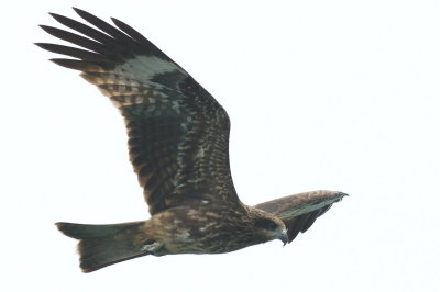 g3/81/77381/3/88126575.1oKYvIld.jpg