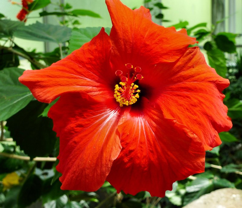 flower_lx3_9may2010.jpg