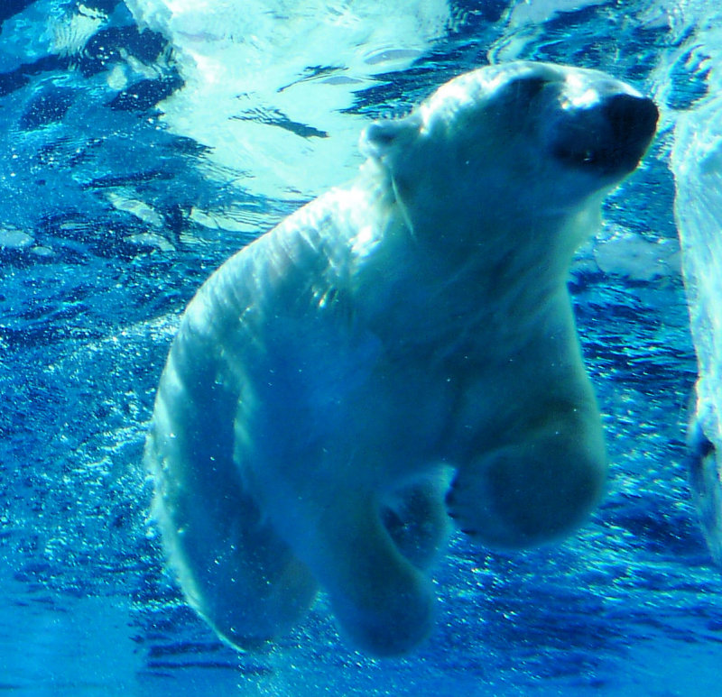 polarbear_lx3.jpg