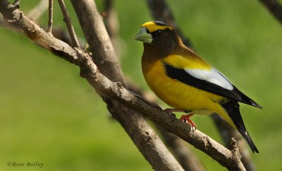 Mr. Evening Grosbeak