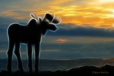 Canadian Moose Keeps Watch
