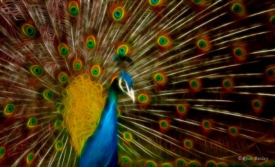 Peacock Glow