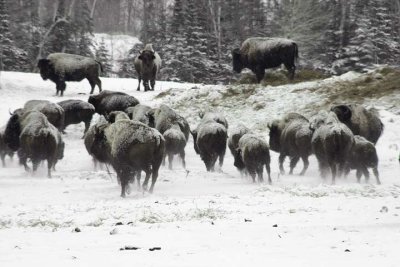 It's A Stampede....RUN!!!!!