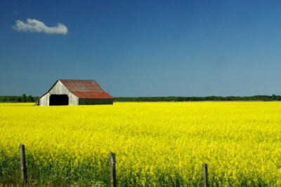 Fields Of Gold