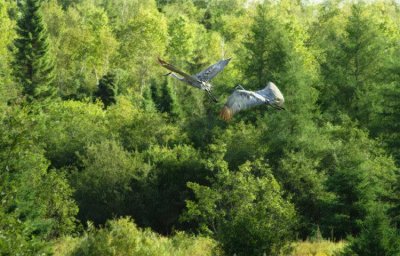 Cranes In Flight