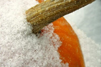 The Snow Is On The Gourds