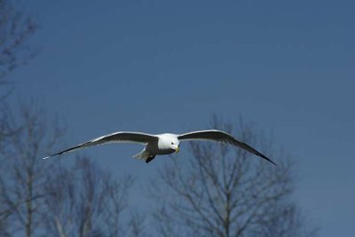 Flying High