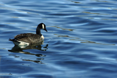 Canada Goose 