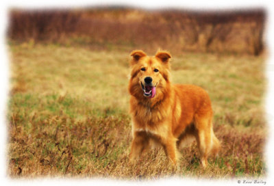 Chevy- all grown up