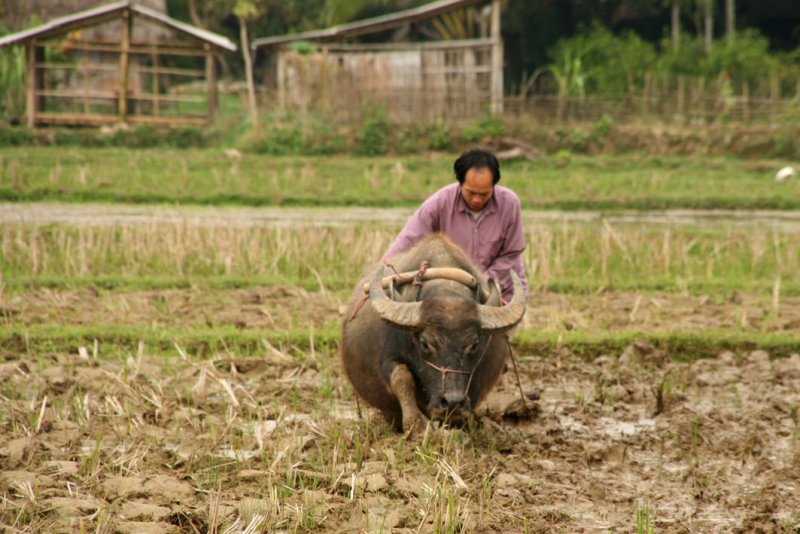Mai Chau - Lac