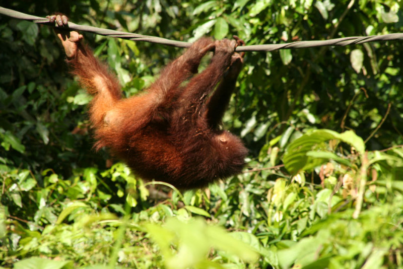 Sepilok - Orang Utan Centre