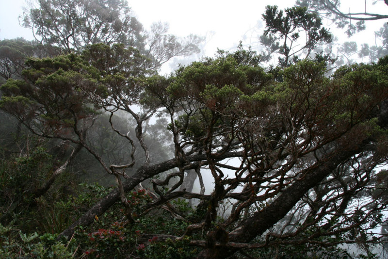 Climbing Mount Kinabalu