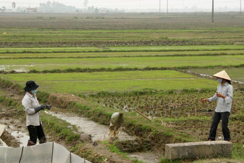 Irrigating the fields