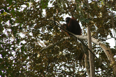 Orang Utan - mother and child