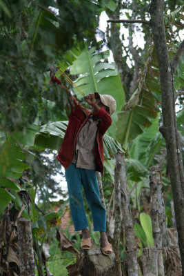 Picking fruits