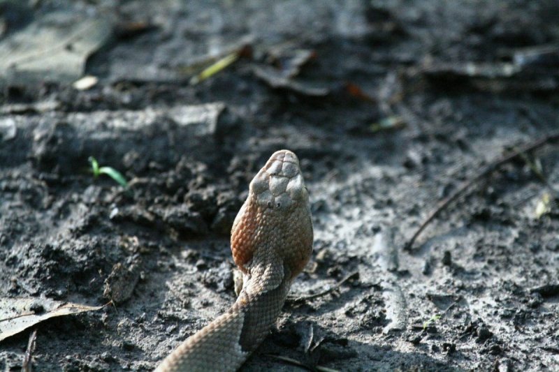 Copperhead