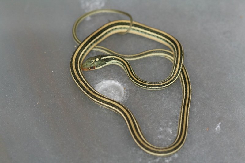 Gulf Coast Ribbon Snake